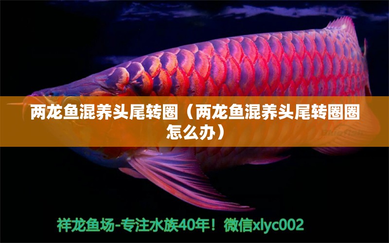 兩龍魚(yú)混養(yǎng)頭尾轉(zhuǎn)圈（兩龍魚(yú)混養(yǎng)頭尾轉(zhuǎn)圈圈怎么辦）