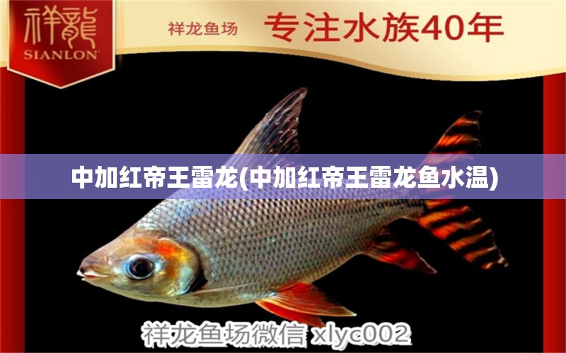 中加紅帝王雷龍(中加紅帝王雷龍魚水溫) 一眉道人魚