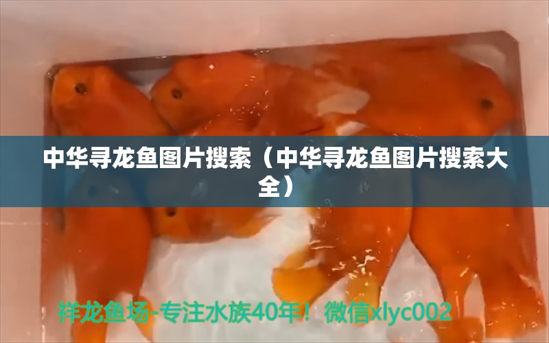 中華尋龍魚圖片搜索（中華尋龍魚圖片搜索大全）