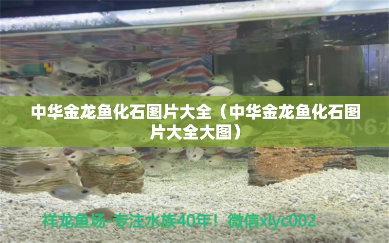 中華金龍魚(yú)化石圖片大全（中華金龍魚(yú)化石圖片大全大圖）