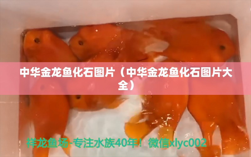 中華金龍魚化石圖片（中華金龍魚化石圖片大全）