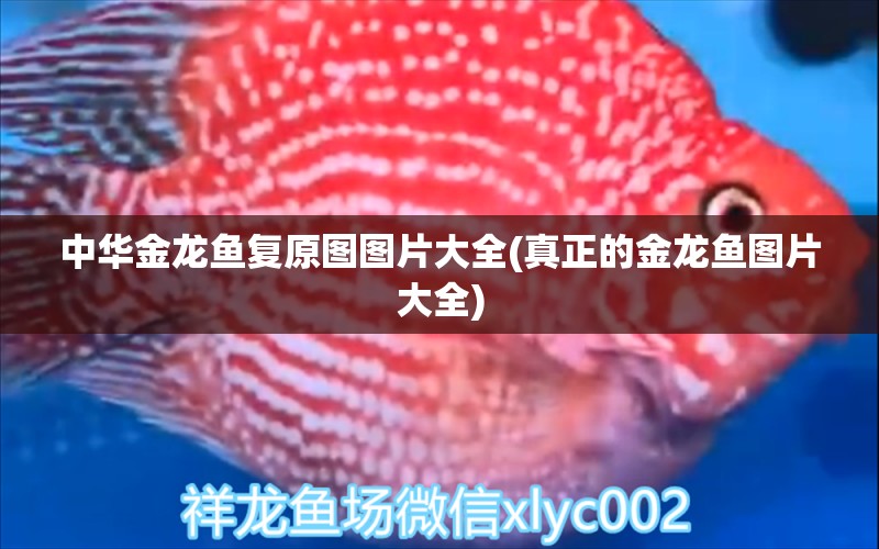 中華金龍魚復(fù)原圖圖片大全(真正的金龍魚圖片大全) 白子銀龍苗（黃化銀龍苗）