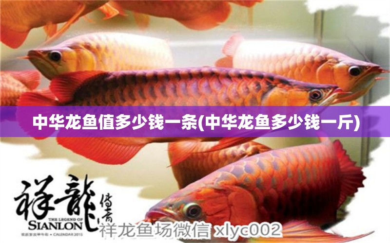 中華龍魚值多少錢一條(中華龍魚多少錢一斤) 青龍魚