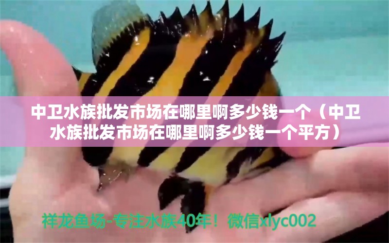 中衛(wèi)水族批發(fā)市場在哪里啊多少錢一個（中衛(wèi)水族批發(fā)市場在哪里啊多少錢一個平方） 觀賞魚水族批發(fā)市場