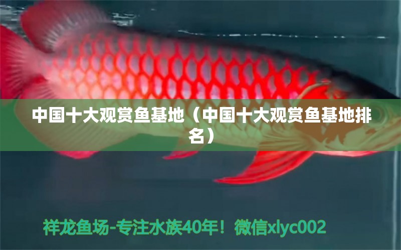 中國(guó)十大觀賞魚基地（中國(guó)十大觀賞魚基地排名） 黑桃A魚苗