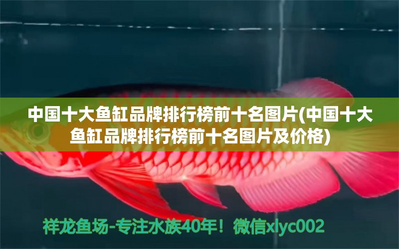 中國(guó)十大魚(yú)缸品牌排行榜前十名圖片(中國(guó)十大魚(yú)缸品牌排行榜前十名圖片及價(jià)格) 七紋巨鯉魚(yú)