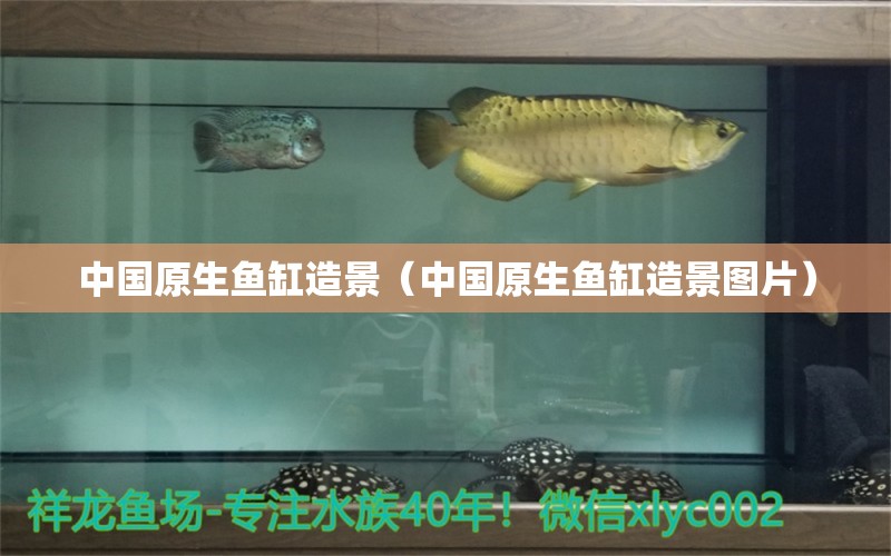 中國原生魚缸造景（中國原生魚缸造景圖片） 祥龍水族醫(yī)院