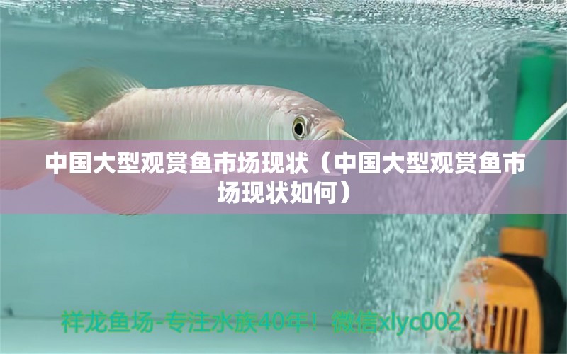 中國(guó)大型觀賞魚市場(chǎng)現(xiàn)狀（中國(guó)大型觀賞魚市場(chǎng)現(xiàn)狀如何） 觀賞魚市場(chǎng)（混養(yǎng)魚）