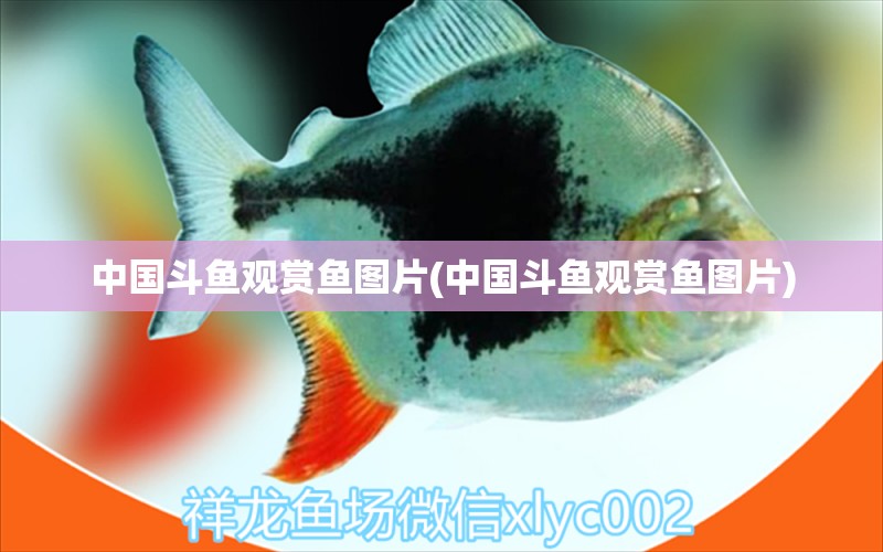 中國(guó)斗魚觀賞魚圖片(中國(guó)斗魚觀賞魚圖片) 廣州水族器材濾材批發(fā)市場(chǎng)