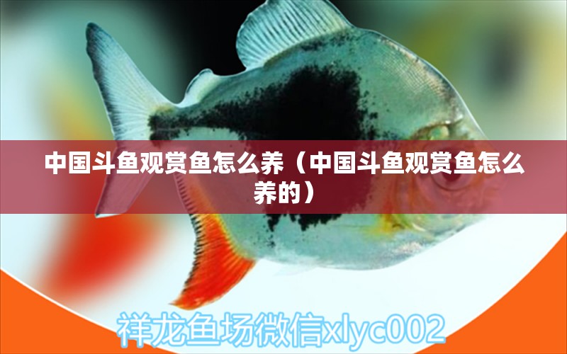 中國(guó)斗魚(yú)觀賞魚(yú)怎么養(yǎng)（中國(guó)斗魚(yú)觀賞魚(yú)怎么養(yǎng)的）