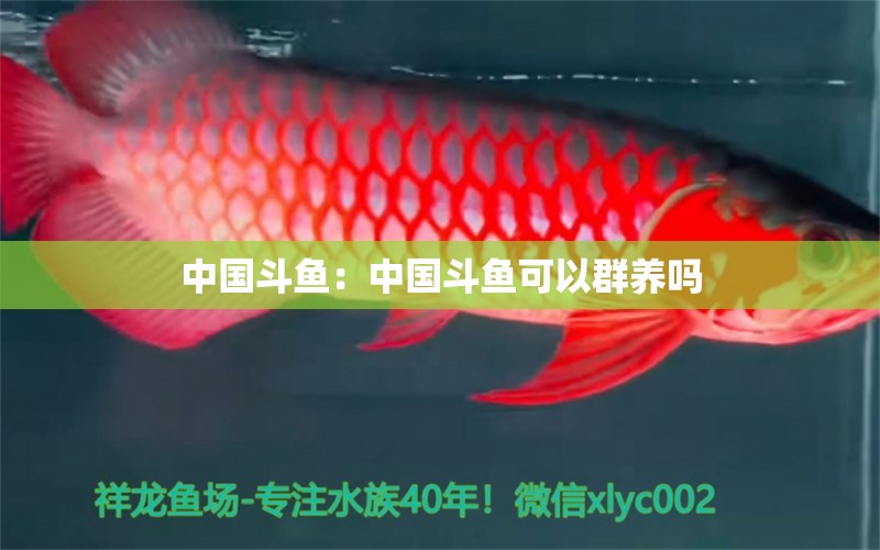 中國斗魚：中國斗魚可以群養(yǎng)嗎 祥龍魚場