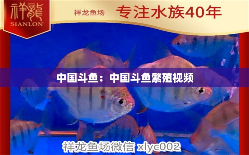 中國斗魚：中國斗魚繁殖視頻