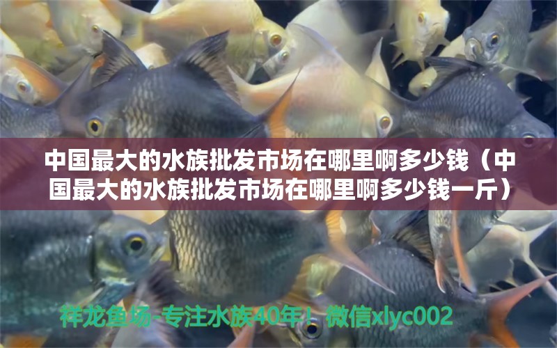 中國最大的水族批發(fā)市場在哪里啊多少錢（中國最大的水族批發(fā)市場在哪里啊多少錢一斤） 觀賞魚水族批發(fā)市場