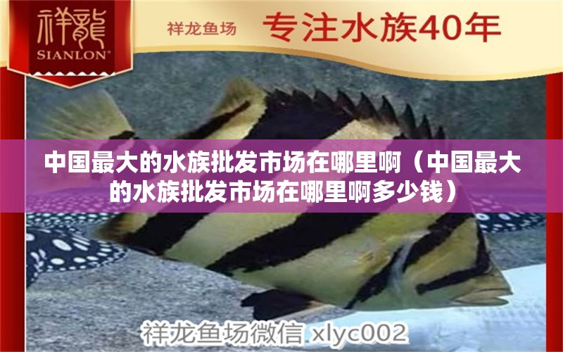 中國最大的水族批發(fā)市場在哪里?。ㄖ袊畲蟮乃迮l(fā)市場在哪里啊多少錢） 觀賞魚水族批發(fā)市場