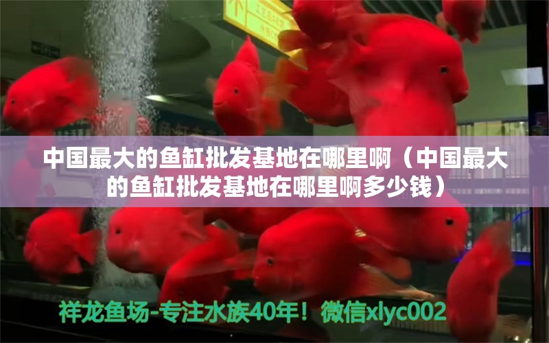 中國最大的魚缸批發(fā)基地在哪里?。ㄖ袊畲蟮聂~缸批發(fā)基地在哪里啊多少錢） 祥龍魚場