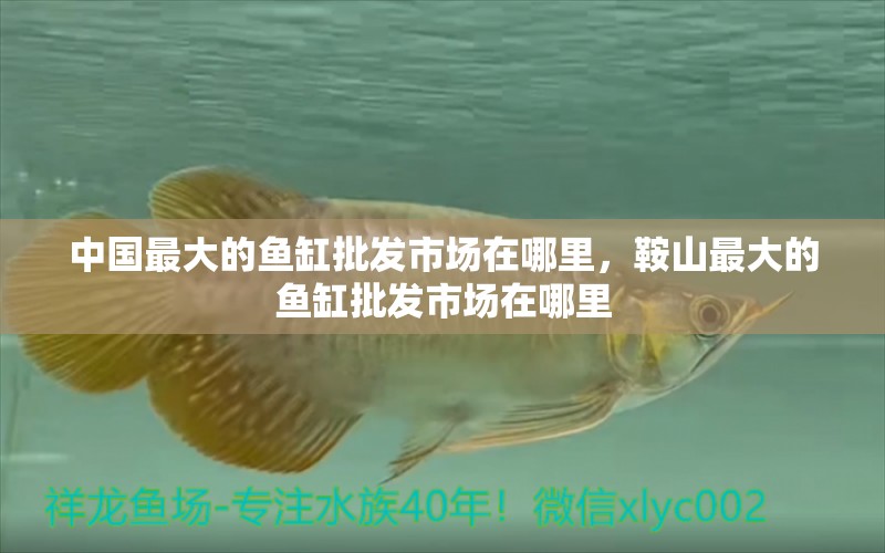 中國最大的魚缸批發(fā)市場(chǎng)在哪里，鞍山最大的魚缸批發(fā)市場(chǎng)在哪里 觀賞魚 第1張