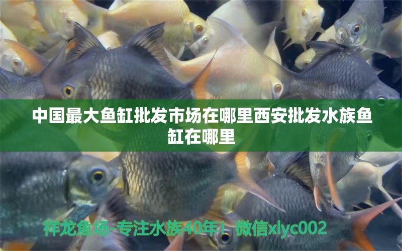 中國最大魚缸批發(fā)市場在哪里西安批發(fā)水族魚缸在哪里 養(yǎng)魚知識 第2張