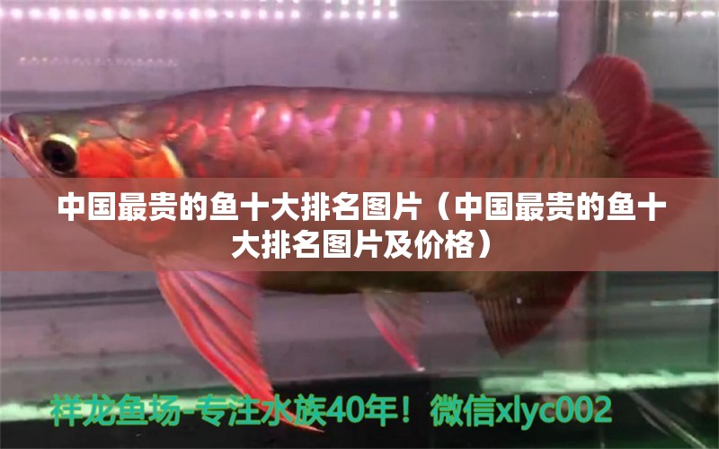 中國(guó)最貴的魚十大排名圖片（中國(guó)最貴的魚十大排名圖片及價(jià)格）