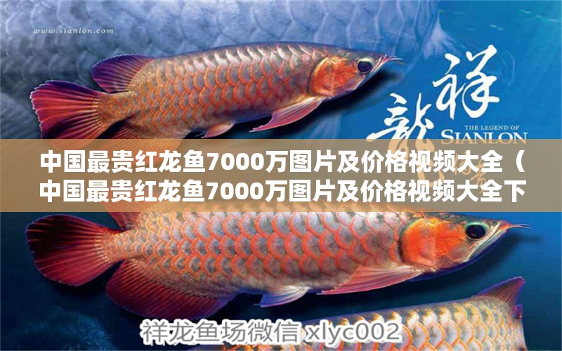 中國最貴紅龍魚7000萬圖片及價格視頻大全（中國最貴紅龍魚7000萬圖片及價格視頻大全下載） 印尼紅龍魚