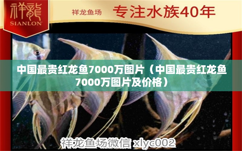 中國最貴紅龍魚7000萬圖片（中國最貴紅龍魚7000萬圖片及價格）