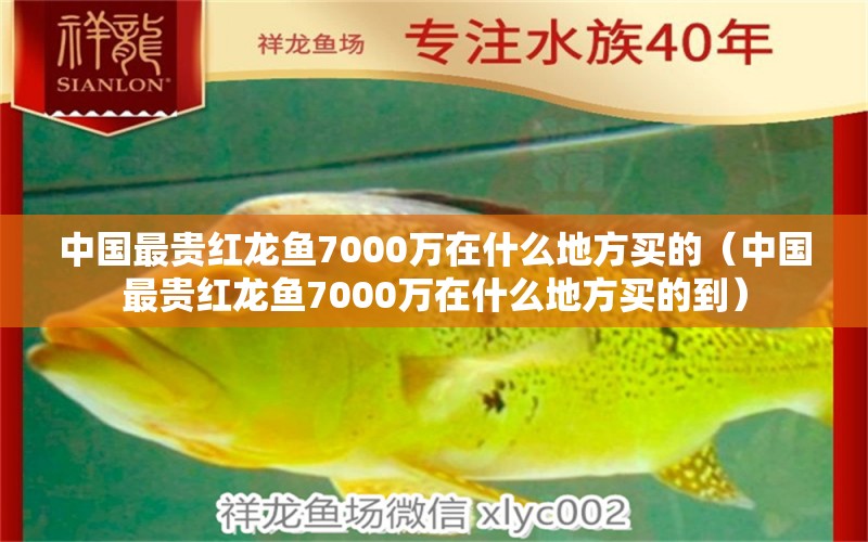 中國最貴紅龍魚7000萬在什么地方買的（中國最貴紅龍魚7000萬在什么地方買的到） 紅龍魚魚糧飼料