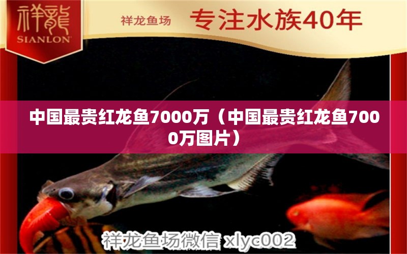 中國最貴紅龍魚7000萬（中國最貴紅龍魚7000萬圖片） 印尼紅龍魚