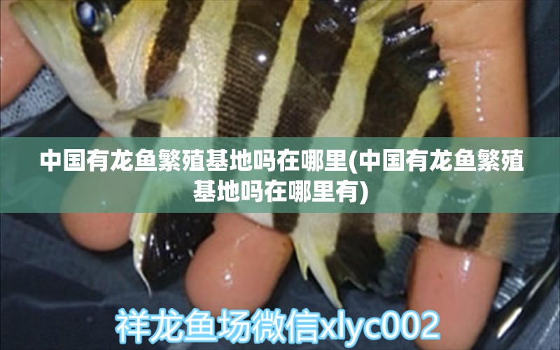 中國有龍魚繁殖基地嗎在哪里(中國有龍魚繁殖基地嗎在哪里有) 魚缸/水族箱