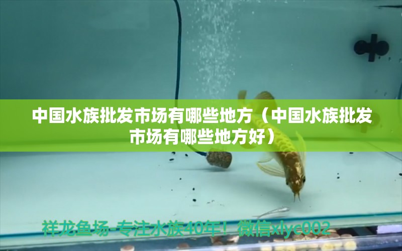 中國水族批發(fā)市場有哪些地方（中國水族批發(fā)市場有哪些地方好） 觀賞魚水族批發(fā)市場