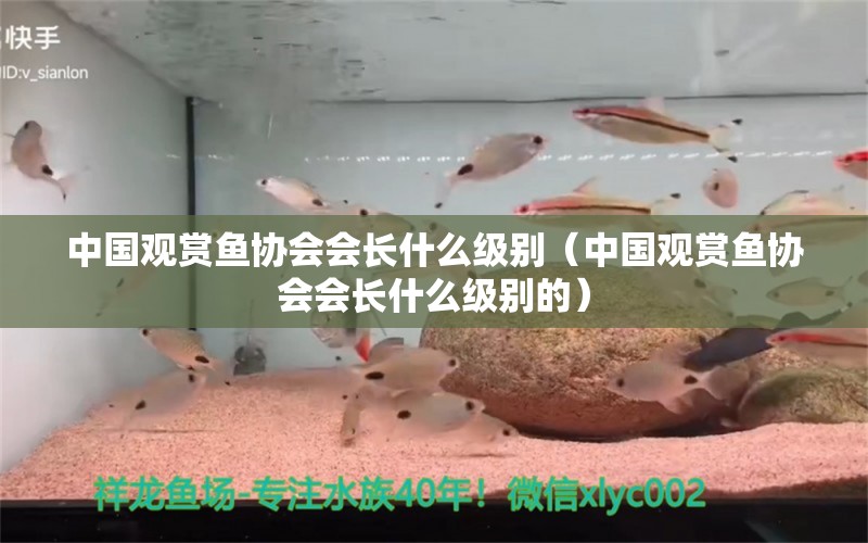 中國觀賞魚協(xié)會會長什么級別（中國觀賞魚協(xié)會會長什么級別的） 祥龍水族醫(yī)院