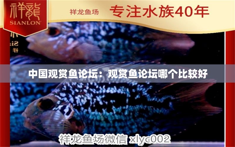 中國觀賞魚論壇：觀賞魚論壇哪個比較好