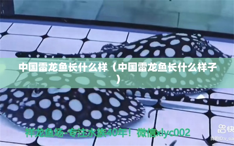 中國雷龍魚長什么樣（中國雷龍魚長什么樣子） 祥龍水族醫(yī)院