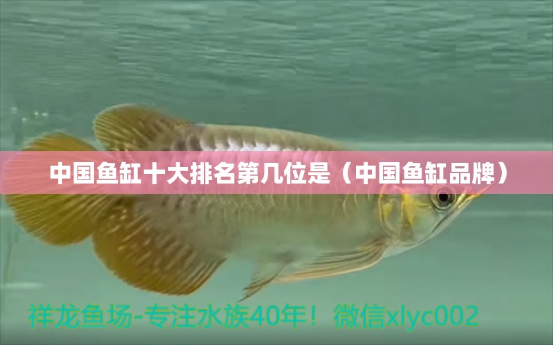 中國魚缸十大排名第幾位是（中國魚缸品牌）