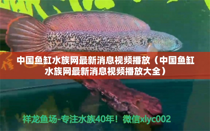 中國(guó)魚(yú)缸水族網(wǎng)最新消息視頻播放（中國(guó)魚(yú)缸水族網(wǎng)最新消息視頻播放大全） 虎魚(yú)魚(yú)苗