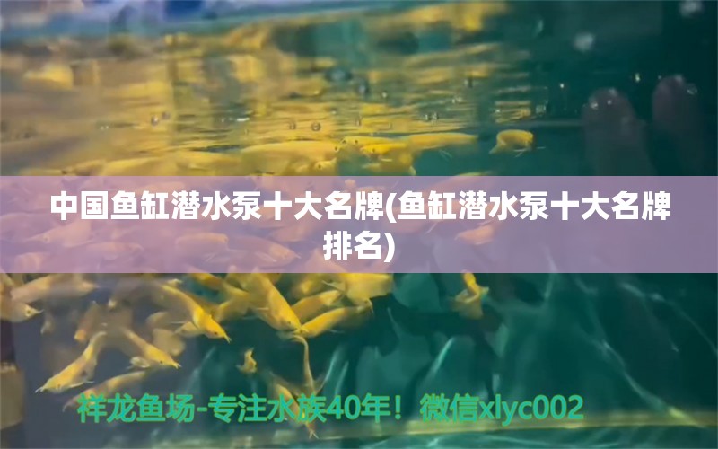 中國魚缸潛水泵十大名牌(魚缸潛水泵十大名牌排名) 狗頭魚 第1張