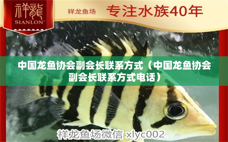 中國龍魚協(xié)會副會長聯(lián)系方式（中國龍魚協(xié)會副會長聯(lián)系方式電話）