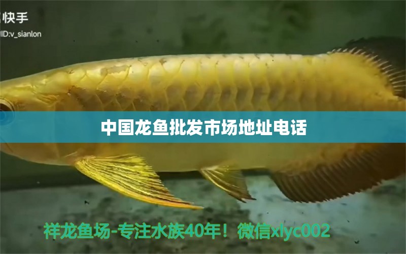 中國(guó)龍魚批發(fā)市場(chǎng)地址電話 龍魚批發(fā)