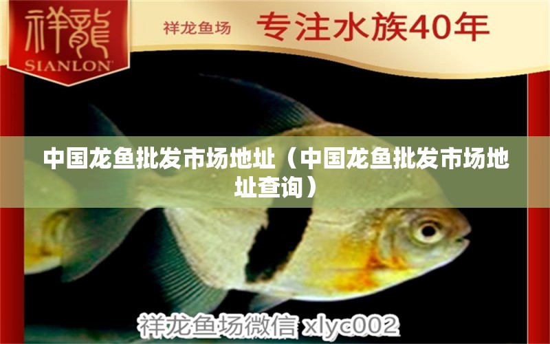 中國(guó)龍魚(yú)批發(fā)市場(chǎng)地址（中國(guó)龍魚(yú)批發(fā)市場(chǎng)地址查詢） 小型觀賞魚(yú)