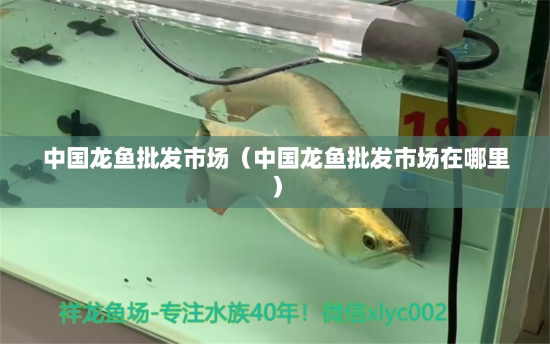 中國(guó)龍魚(yú)批發(fā)市場(chǎng)（中國(guó)龍魚(yú)批發(fā)市場(chǎng)在哪里）