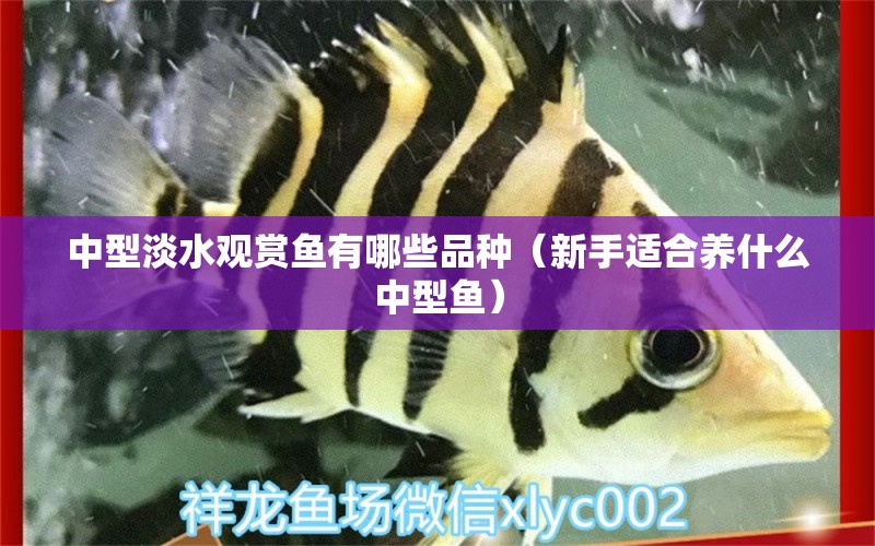 中型淡水觀賞魚有哪些品種（新手適合養(yǎng)什么中型魚） 委內(nèi)瑞拉奧里諾三間魚 第1張