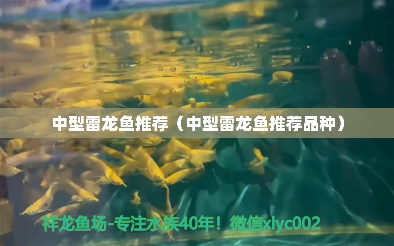 中型雷龍魚推薦（中型雷龍魚推薦品種） 龍魚疾病與治療