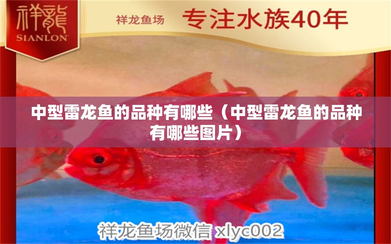 中型雷龍魚的品種有哪些（中型雷龍魚的品種有哪些圖片）