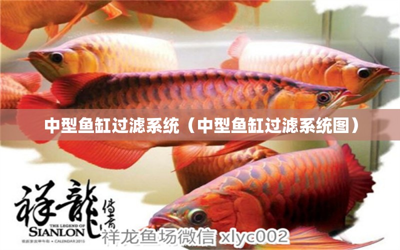 中型魚缸過濾系統(tǒng)（中型魚缸過濾系統(tǒng)圖） 祥龍水族醫(yī)院