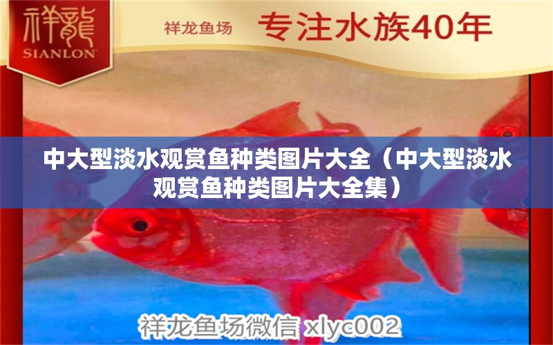 中大型淡水觀賞魚(yú)種類圖片大全（中大型淡水觀賞魚(yú)種類圖片大全集）