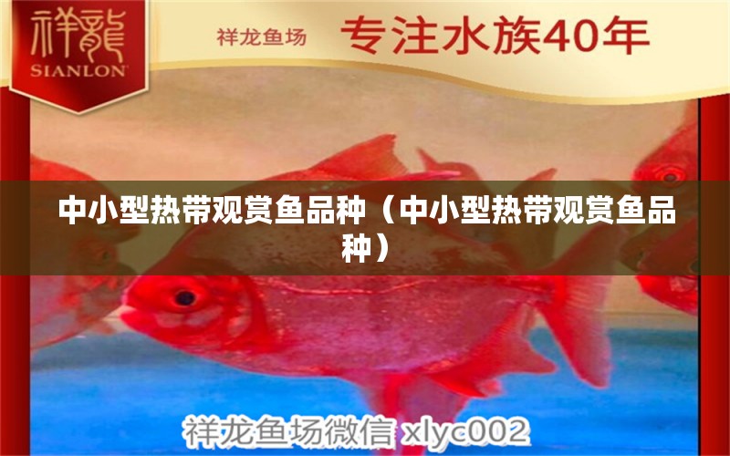 中小型熱帶觀賞魚品種（中小型熱帶觀賞魚品種） 觀賞魚市場（混養(yǎng)魚）