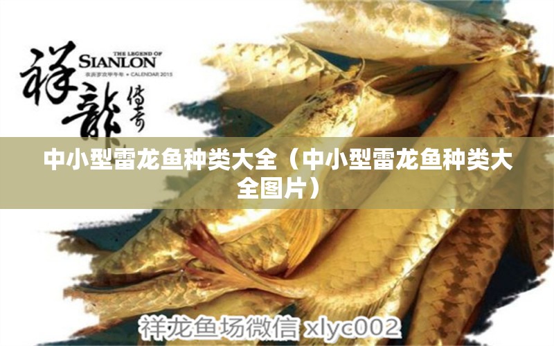 中小型雷龍魚種類大全（中小型雷龍魚種類大全圖片） 龍魚疾病與治療