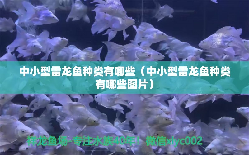 中小型雷龍魚種類有哪些（中小型雷龍魚種類有哪些圖片）