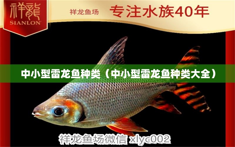 中小型雷龍魚種類（中小型雷龍魚種類大全）