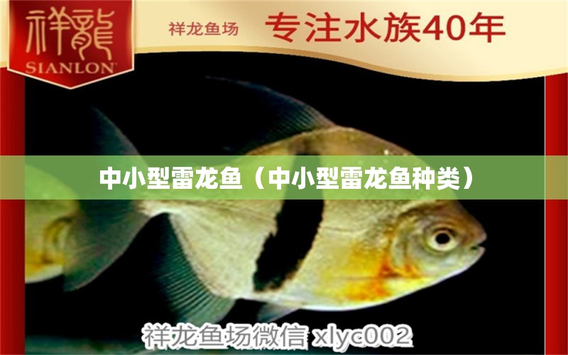 中小型雷龍魚（中小型雷龍魚種類）