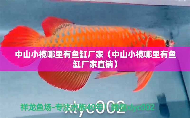 中山小欖哪里有魚缸廠家（中山小欖哪里有魚缸廠家直銷） 刀魚魚