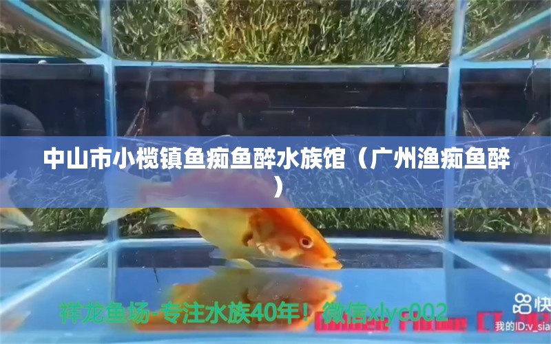 中山市小欖鎮(zhèn)魚癡魚醉水族館（廣州漁癡魚醉）